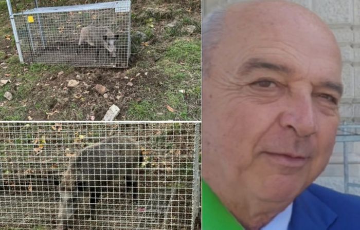 Cinghiali catturati a casa di Dipiazza: “Quattro in due giorni, grazie alla Forestale”