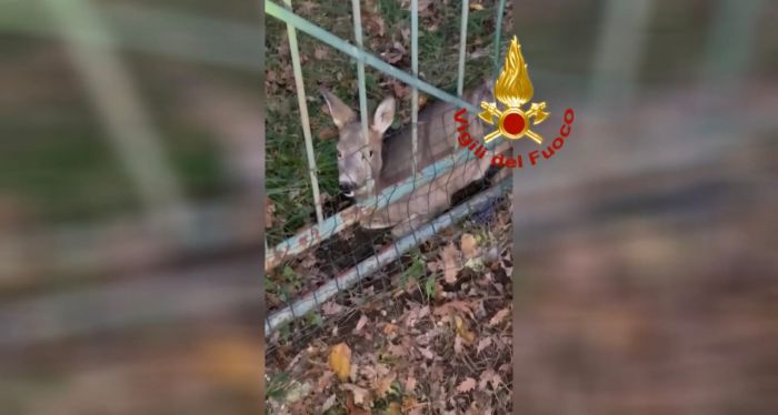 Capriolo intrappolato a Muggia: intervento spettacolare dei Vigili del Fuoco