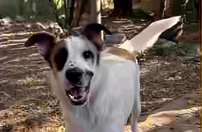 Macchia scomparso alla vigilia di Natale: l’appello da Trieste per ritrovare il cane smarrito