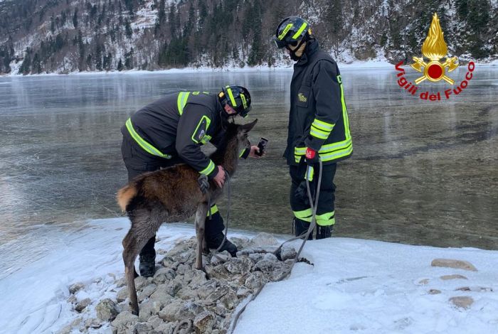 Cervo intrappolato nel lago ghiacciato, intervento dei vigili del fuoco in Fvg  (VIDEO) 