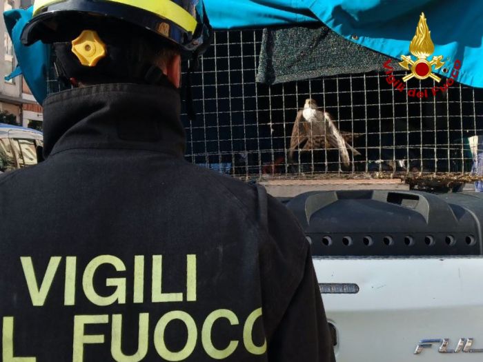 Monfalcone, giovane falco in difficoltà: recupero sul tetto grazie ai vigili del fuoco