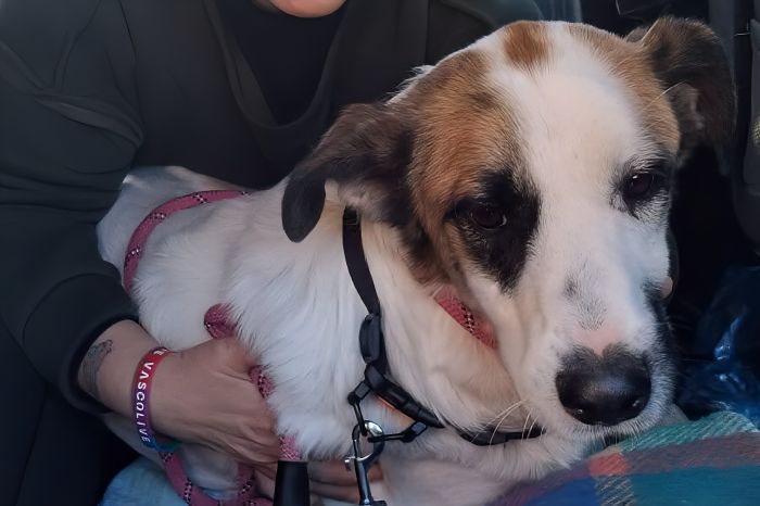 “Macchia è salvo”: la storia vera di notti nel gelo, volantini nella bora e un filo che non si spezza