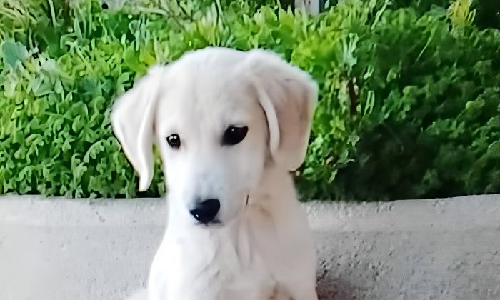 (RITROVATO) Smarrito il cucciolo Paco in via Cologna, appello social: “Non rincorretelo”