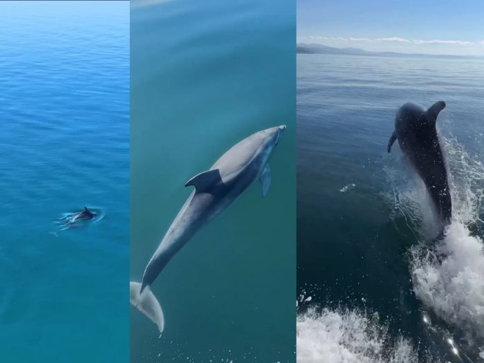 Delfini tra Miramare e Santa Croce, nuovo avvistamento: in 5 seguono l’imbarcazione (VIDEO) 
