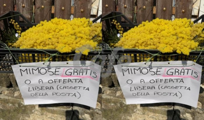 Trieste, mimose gratis sulla ciclabile Cottur: il gesto gentile che illumina l’8 marzo