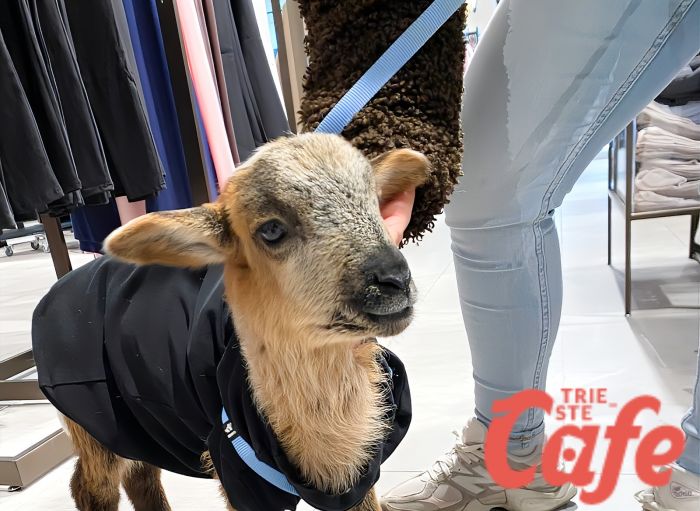 Capretta al guinzaglio in negozio di abbigliamento: scena surreale nel centro di Trieste 