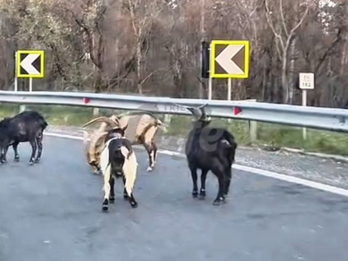 Trieste, capre sulla strada per Basovizza: traffico rallentato nel pomeriggio (VIDEO) 
