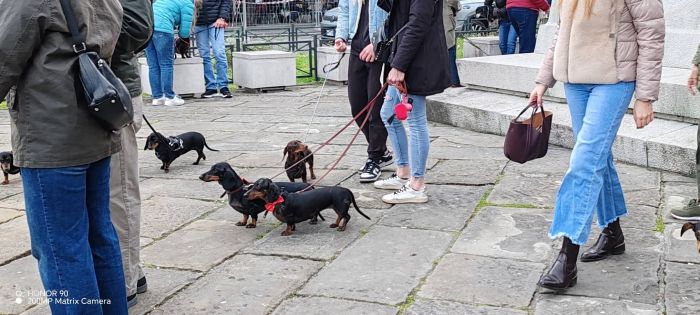 Trieste invasa dai bassotti, successo travolgente per la Sausage Walk tra sorrisi e folla