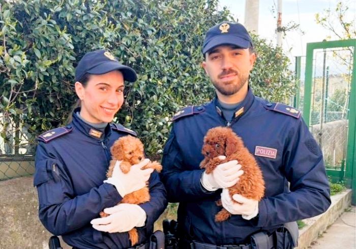 Trieste, undici cuccioli stipati in gabbie e senza acqua: scatta il sequestro al valico di Pese
