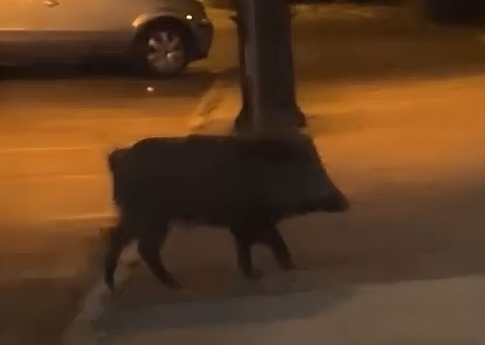 Pasqua a Trieste, sorpresa in strada: cinghiale ripreso alla rotonda di via dell’Istria (VIDEO) 
