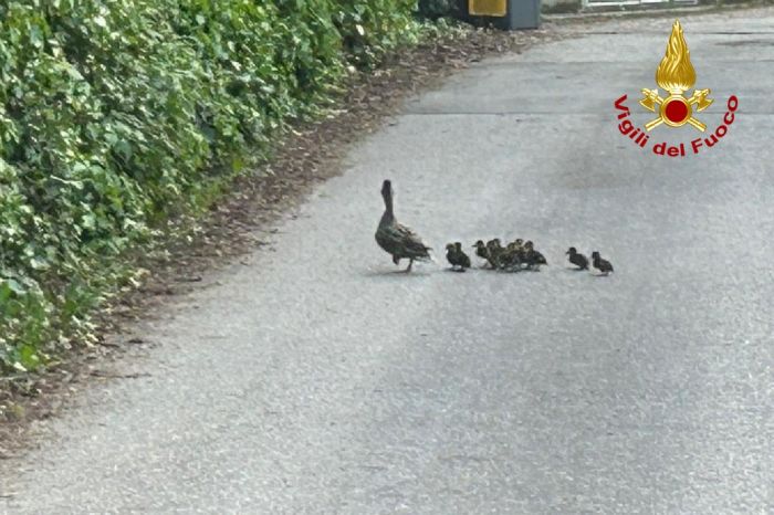 Sette paperelle salvate dai Vigili del fuoco sotto gli occhi di mamma papera