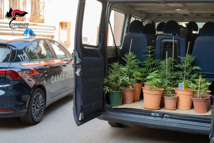 Trieste, in casa aveva più luci di una discoteca: scoperta serra indoor della marijuana