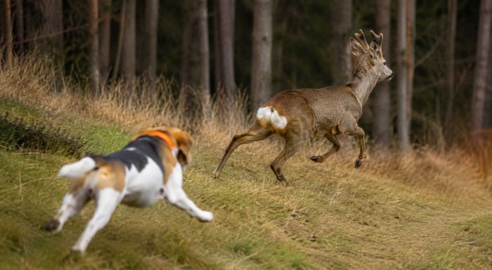 Caprioli feriti dai cani liberi, Animalisti: “Vanno tenuti al guinzaglio nei boschi”