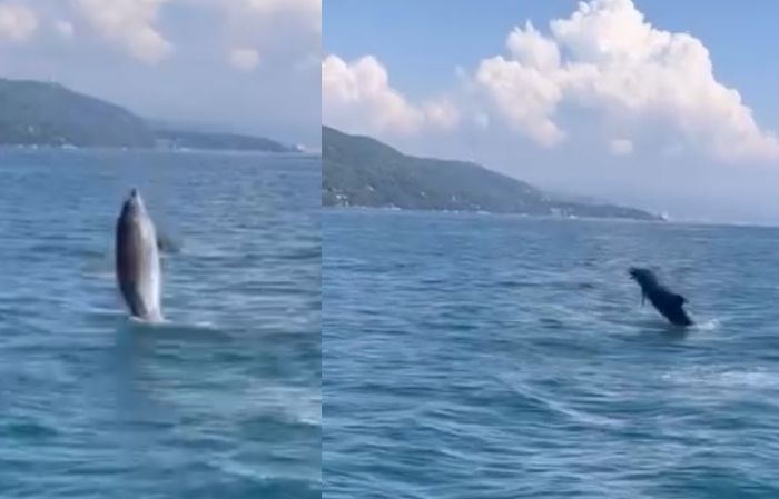 Spettacolo nel Golfo di Trieste, due delfini giocano davanti alla costa di Aurisina (VIDEO) 