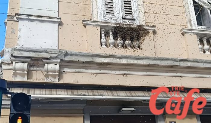 Api in volo sopra Largo Niccolini, residenti e passanti notano un grande sciame