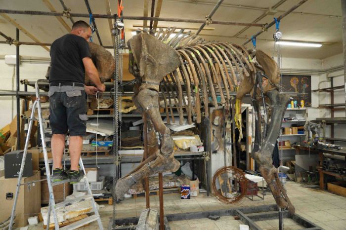 Provincia di Trieste su Rai Gulp e RaiPlay: giovedì a "Ma Davvero?" i dinosauri nella roccia