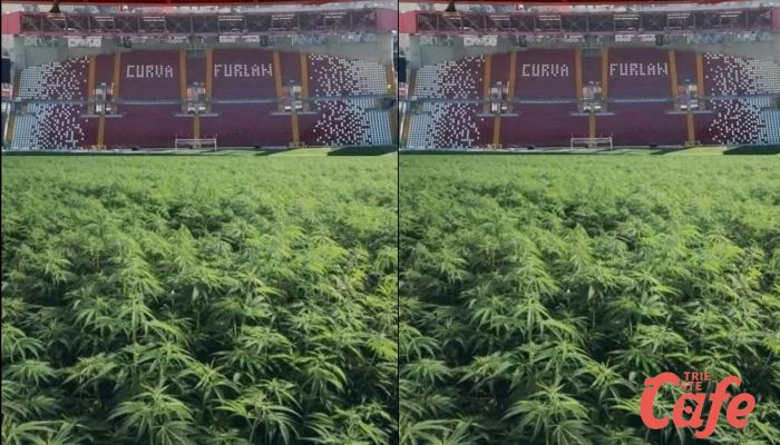 Rizollatura stadio Rocco, il manto erboso "allucinogeno" incuriosisce il web 