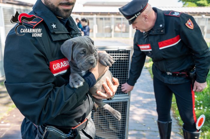 Traffico illecito di cuccioli, blitz a Latisana: sequestrati 19 cani, si possono adottare! (VIDEO) 