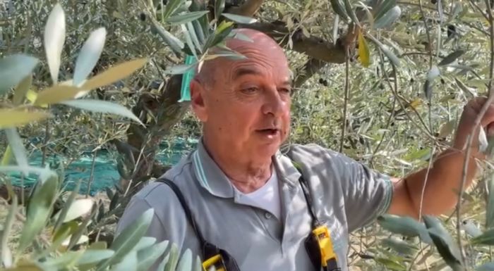 Il Sindaco Dipiazza oggi ha raccolto le olive, uno degli eventi più amati in città (VIDEO) 