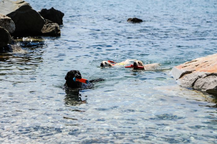 Inaugurata la spiaggia dei diritti a quattro zampe: Trieste sempre più pet friendly (VIDEO)