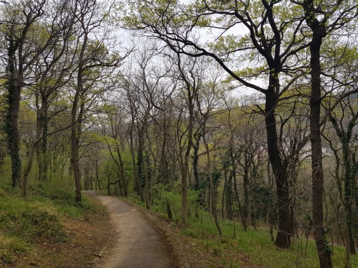 Passeggiando s’impara: scoprire il Boschetto di Trieste con una conferenza in natura