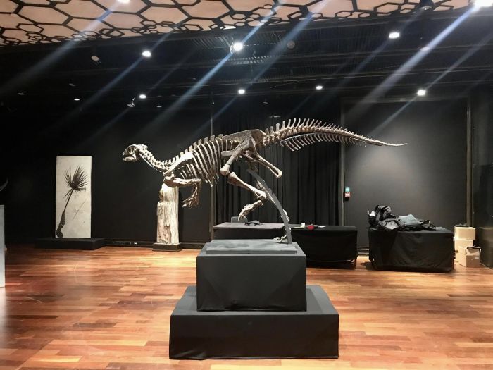 Quali animali abitavano nostro territorio 80 milioni di anni fa? Nuove scoperte del Villaggio del Pescatore!