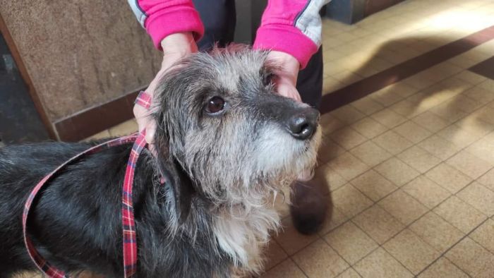 Una dolce cagnolina cerca casa a Trieste: aiutiamola a trovare una famiglia amorevole