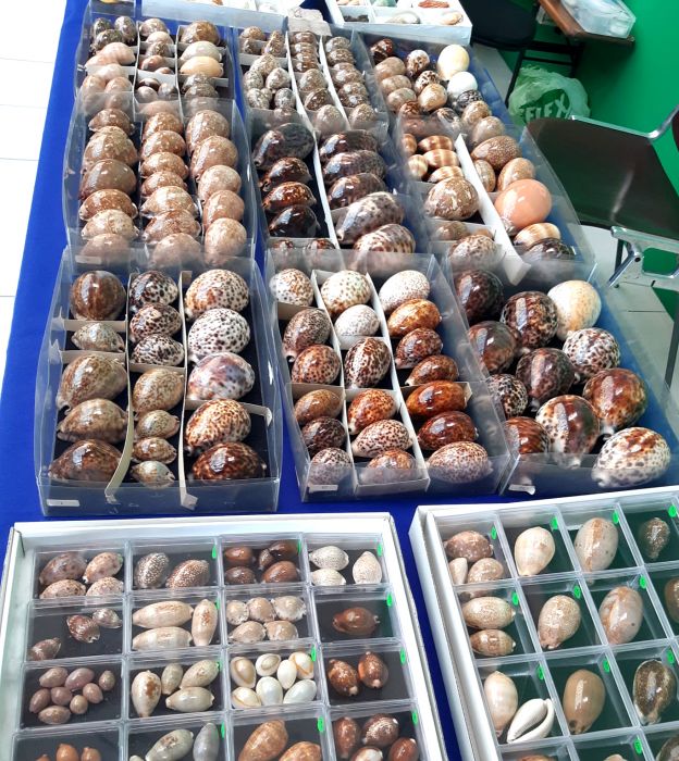 Torna Nesie Shells, torna la mostra internazionale di conchiglie, fossili e minerali incanta Trieste