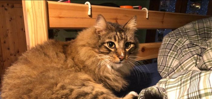 Trieste: appello per ritrovare Merlino, gatto smarrito da 4 giorni
