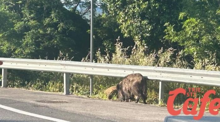 Cinghiali tra le auto all’alba a Campanelle: mamma e cuccioli sfiorano la carreggiata