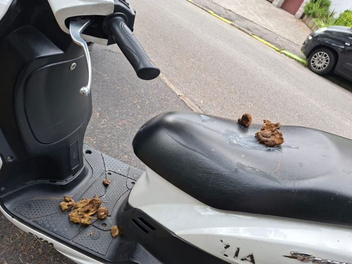 Triestino trova feci sullo scooter dopo il nubifragio: “Mi vergogno di condividere la città con certa gente”