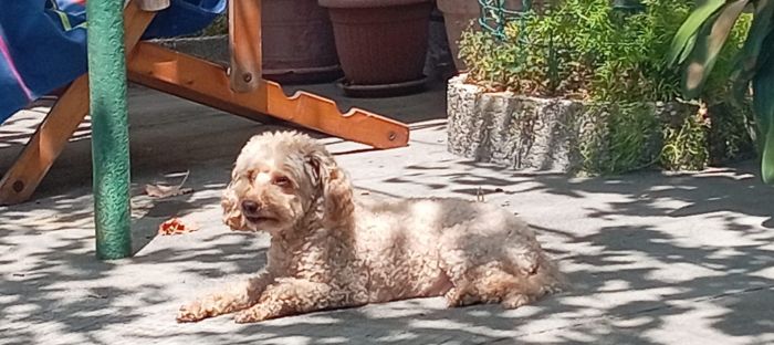 “Aiutateci a trovare Eva!”, la cagnolina smarrita in zona Villa Revoltella