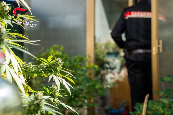Marijuana in fiore tra le rocce del Carso: arrestato un uomo, sequestrata la coltivazione (VIDEO)