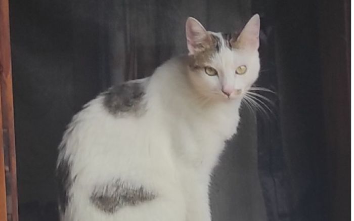Appello per Rocky, gatto scomparso da due giorni a Santa Croce