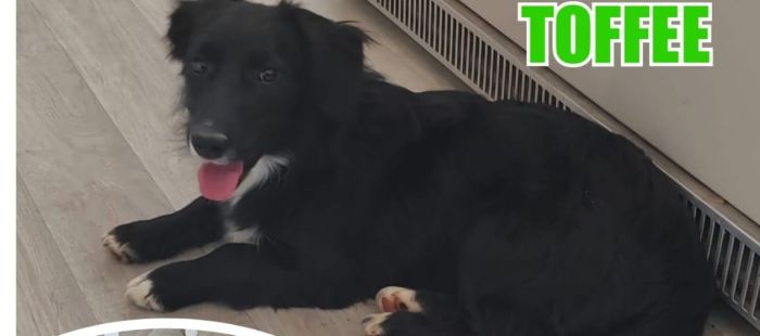 Cagnolina nera terrorizzata scappa appena arrivata: appello per ritrovarla