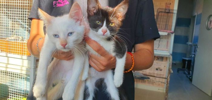 Sequestrati dall’Oipa in Italia due gattini resi quasi ciechi. secondo detentore natura doveva fare suo corso 