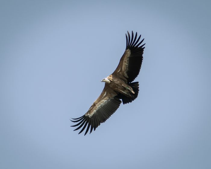 Grifoni in volo sulla Riserva di Cornino: liberati i due esemplari donati dallo Zoo di Dresda