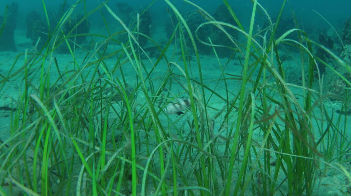 Allarme nel Golfo di Trieste: scompaiono le praterie di piante marine, crollo fino all’89% vicino a Trieste