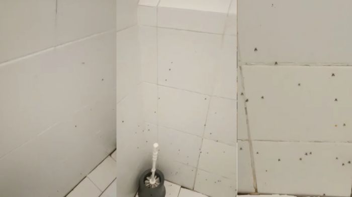  “Uno spettacolo indegno”: insetti ovunque nei bagni del Giardino Pubblico (VIDEO)