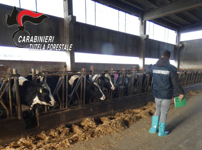 Fvg, orrore in un’azienda agricola: sequestrati 30 bovini maltrattati e trovati resti di altri 9 animali