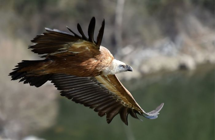 Riserva Lago di Cornino, sabato 6 maestosi grifoni e altri esemplari di fauna selvatica spiccheranno di nuovo il volo