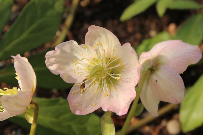 Arriva la primavera, il 21 marzo riapre il Giardino Botanico Carsiana