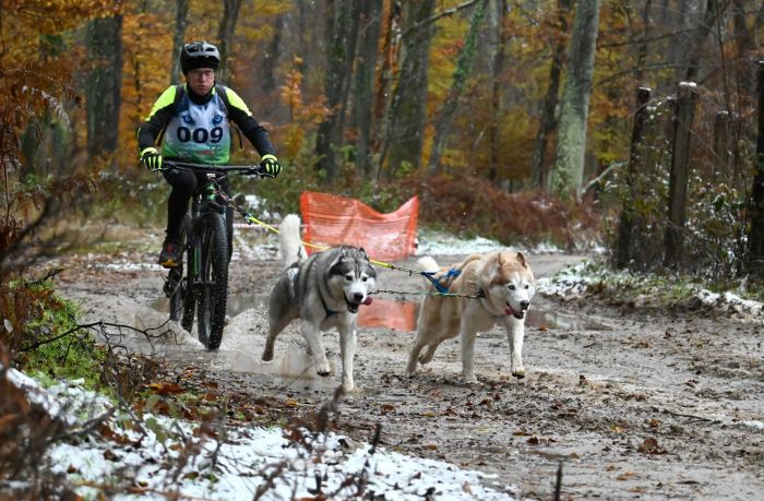 Vanisella di Muggia trionfa: 24 Siberian Husky a podio agli Europei in Ungheria.
