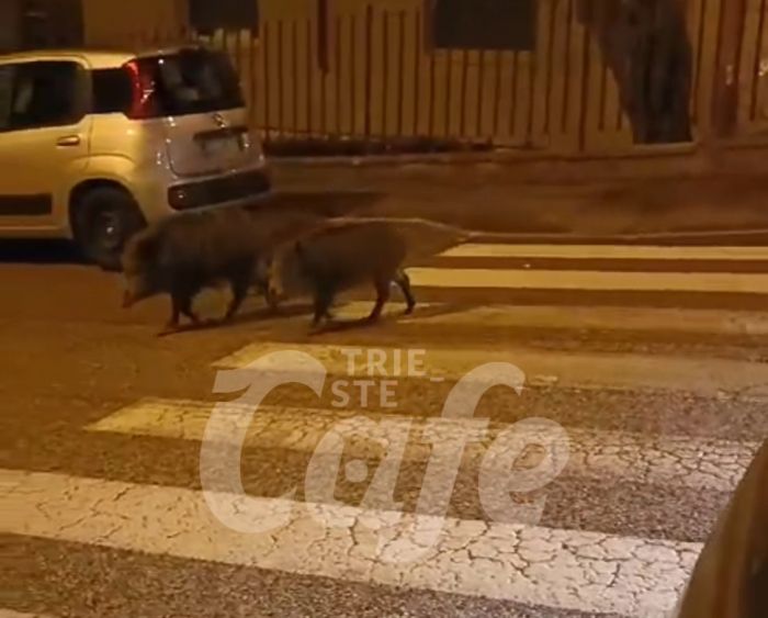 Gretta, la natura sorprende: cinghiali attraversano sulle strisce (VIDEO)