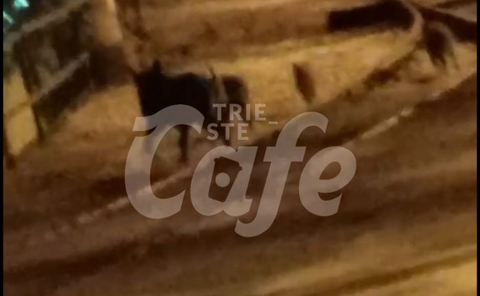 Nuovi avvistamenti: cinghiali attraversano i binari del tram a Campo Cologna (VIDEO)