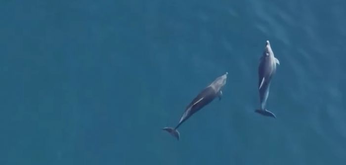 Il “saluto” dei delfini da Miramare (VIDEO)