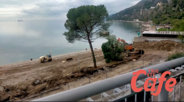 Lettrice denuncia: “Tagliati gli ultimi alberi a Grignano, erano in ottima salute”