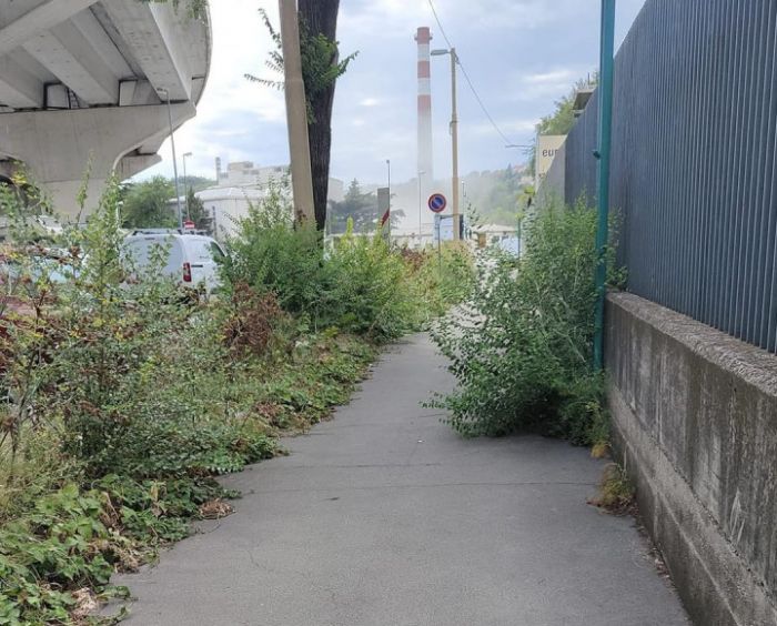  Via Caboto: piante "strazacavei" causano disagi ai residenti