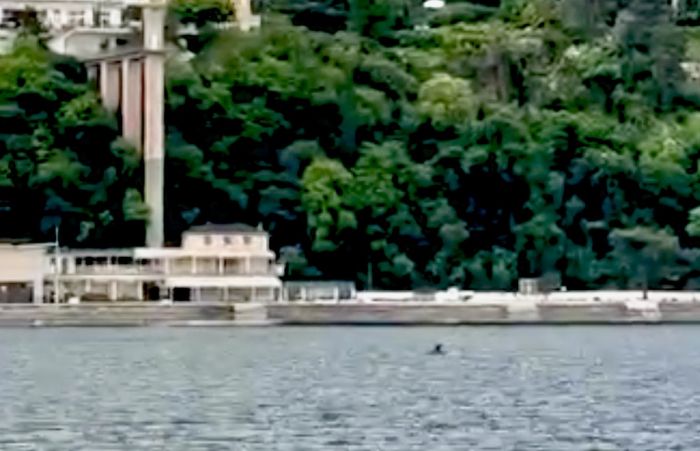 Pomeriggio di meraviglia a Miramare: i delfini tornano a dare spettacolo (VIDEO)