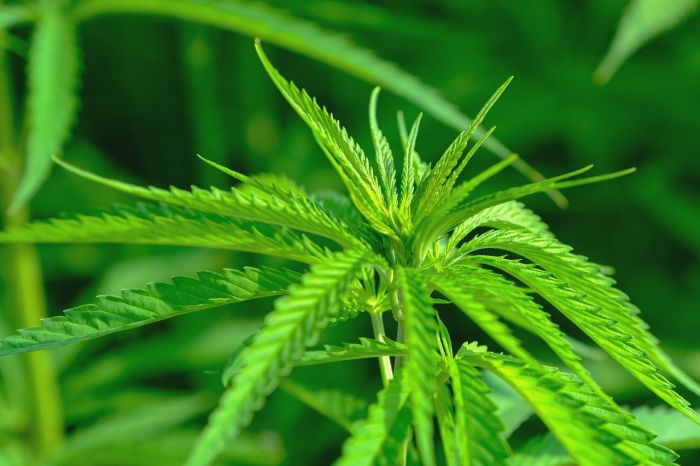 Cannabis: Coldiretti, a rischio la sopravvivenza di un intero settore